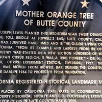 Mother Orange Tree