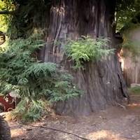 Chimney Tree, Old Hobbiton USA