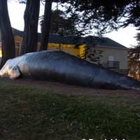 Beached Grey Whale Statue