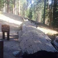 The Auto Log: Walk on Top of a Fallen Sequoia