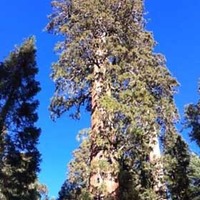 General Sherman: World's Largest (not Tallest) Tree