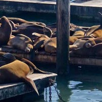 Famous Lounging Sea Lions