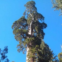General Grant - World's 3rd Largest Tree