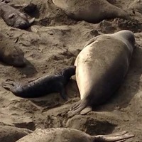 Watch the Elephant Seals