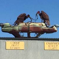 Vultures Gutting a Car