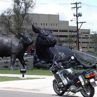 Giant Metal Cow Statues