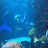 Downtown Aquarium: Mermaids