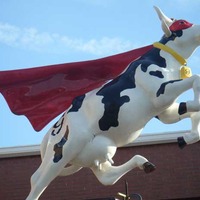 Super Cow - Dairy Mascot