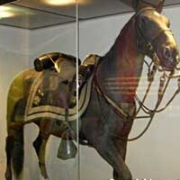 Stuffed Civil War Hero Horse