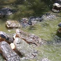 Everglades Wonder Gardens: Gator Pit