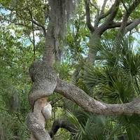 Intertwined Oak And Palm Tree