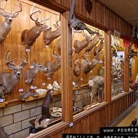 Tony's Artistic Taxidermy and Museum
