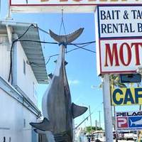 Motel Shark Catch
