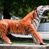 Large Roaring Tiger