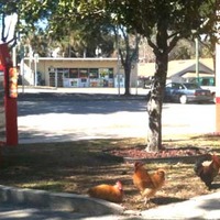 Downtown's Wild Chickens