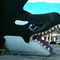 Big Willy's Killer Whale