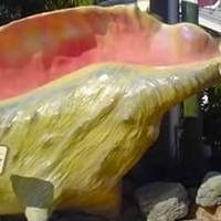 Giant Conch Shell