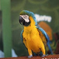 Sarasota Jungle Gardens: Bike-Riding Parrots