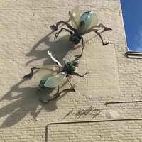 Giant Flies