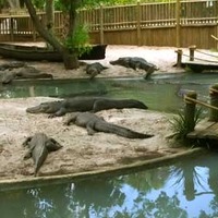 St. Augustine Alligator Farm