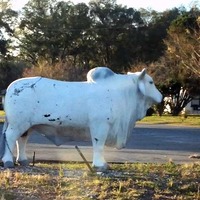 Brahman Bull Statue