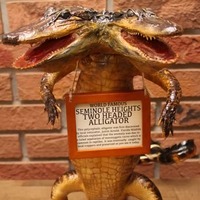 Famous Two-Headed Alligator