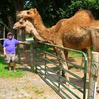 Largest Camel Herd in Georgia