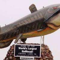 Fish - World's Largest Bullhead