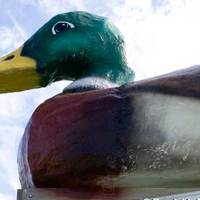 Big Mallard Duck