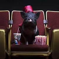 Joy, the Movie Theater Pig