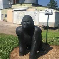 Kylie the Gorilla