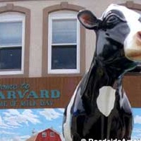 Harmilda the Cow, Milk Day Festival