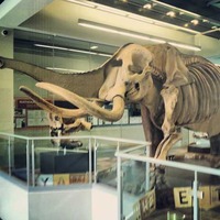 Perry Mastodon Exhibit