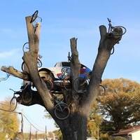 Tree with Car and Bicycles
