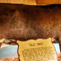 Old Ben, World's Largest Steer