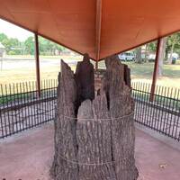 Stump of the Council Oak