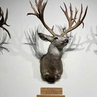 Mule Deer Country Museum
