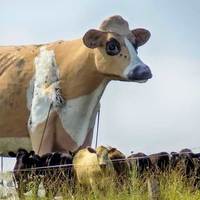 Molly the Cow: Pasture Giant