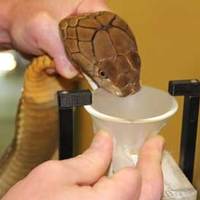 Kentucky Reptile Zoo: Snake Milking