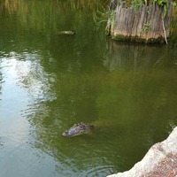 City Cypress Pond Alligator