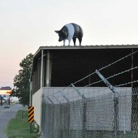 Pig on a Roof