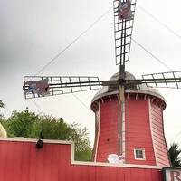 Windmill with Winged Pigs and Guitars