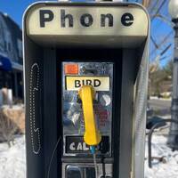 Bird Calls Phone