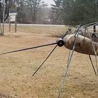 Large Mosquito