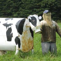 Yooper and His Cow