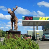 Gas Station Moose