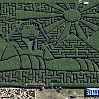 Sever's Corn Maze