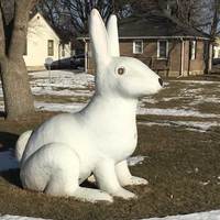 Large White Rabbit