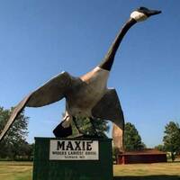 Maxie, the World's Largest Goose