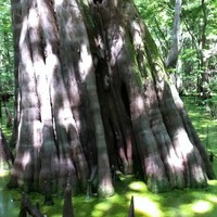EZ Access Swamp Stump